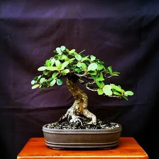 Фикус айленд