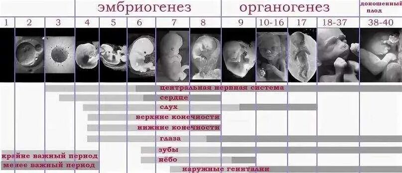 Во время этих двух недель. Периоды развития плода по неделям в картинках. Развитие плода по неделям беременности УЗИ. Развитие плода по дням беременности от зачатия описание с фото. Этапы развития плода при беременности по неделям таблица.