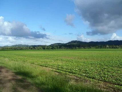 Crops 3