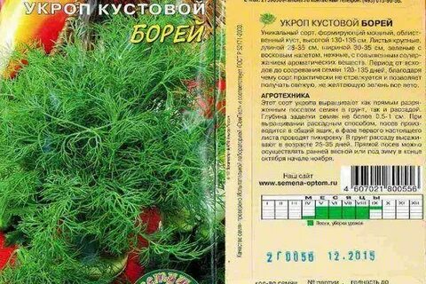 Укроп лучшие сорта для открытого
