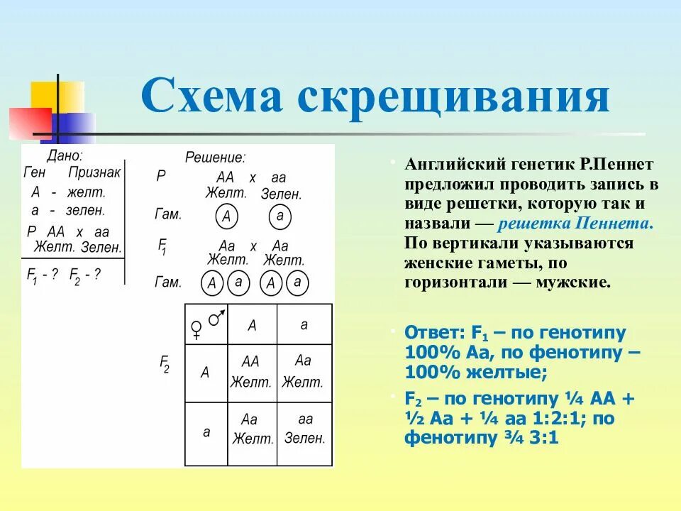 Генетические задачи решетка Пеннета. Задачи по генетике решетка Пеннета. Решетка Пеннета анализирующее скрещивание. Решётка Пеннета для дигибридного. Селекционер скрестил гетерозиготную кошку с жесткой шерстью