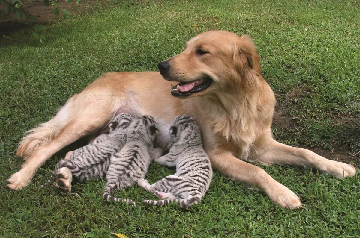 Инстинкты животных. Мама животные. Собака выкормила. Материнский инстинкт у животных.