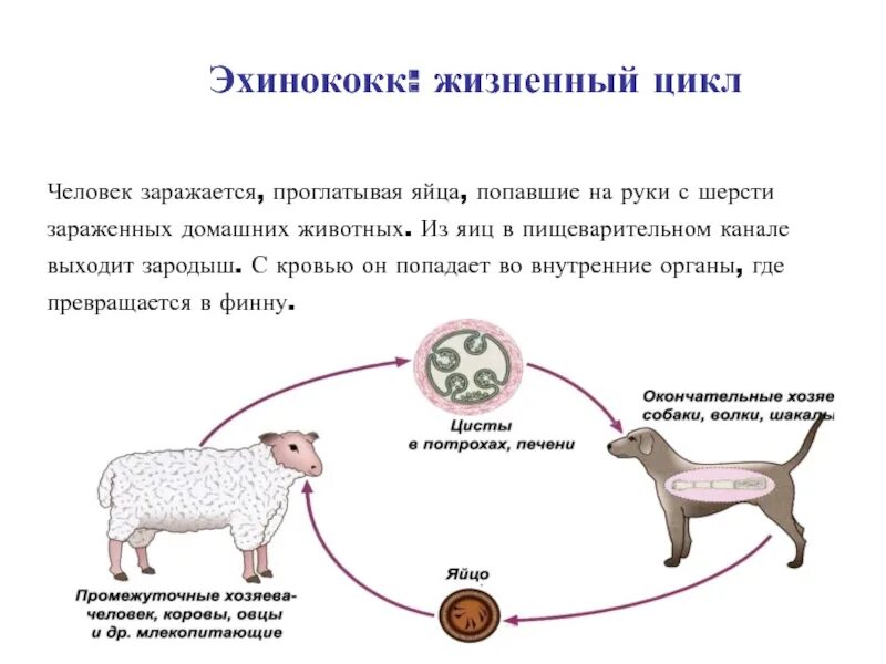 Откуда можно заразиться. Цикл развития эхинококка промежуточный хозяин. Эхинококкоз цикл развития схема. Цикл развития эхинококка окончательный хозяин. Жизненный цикл эхинококка схема.