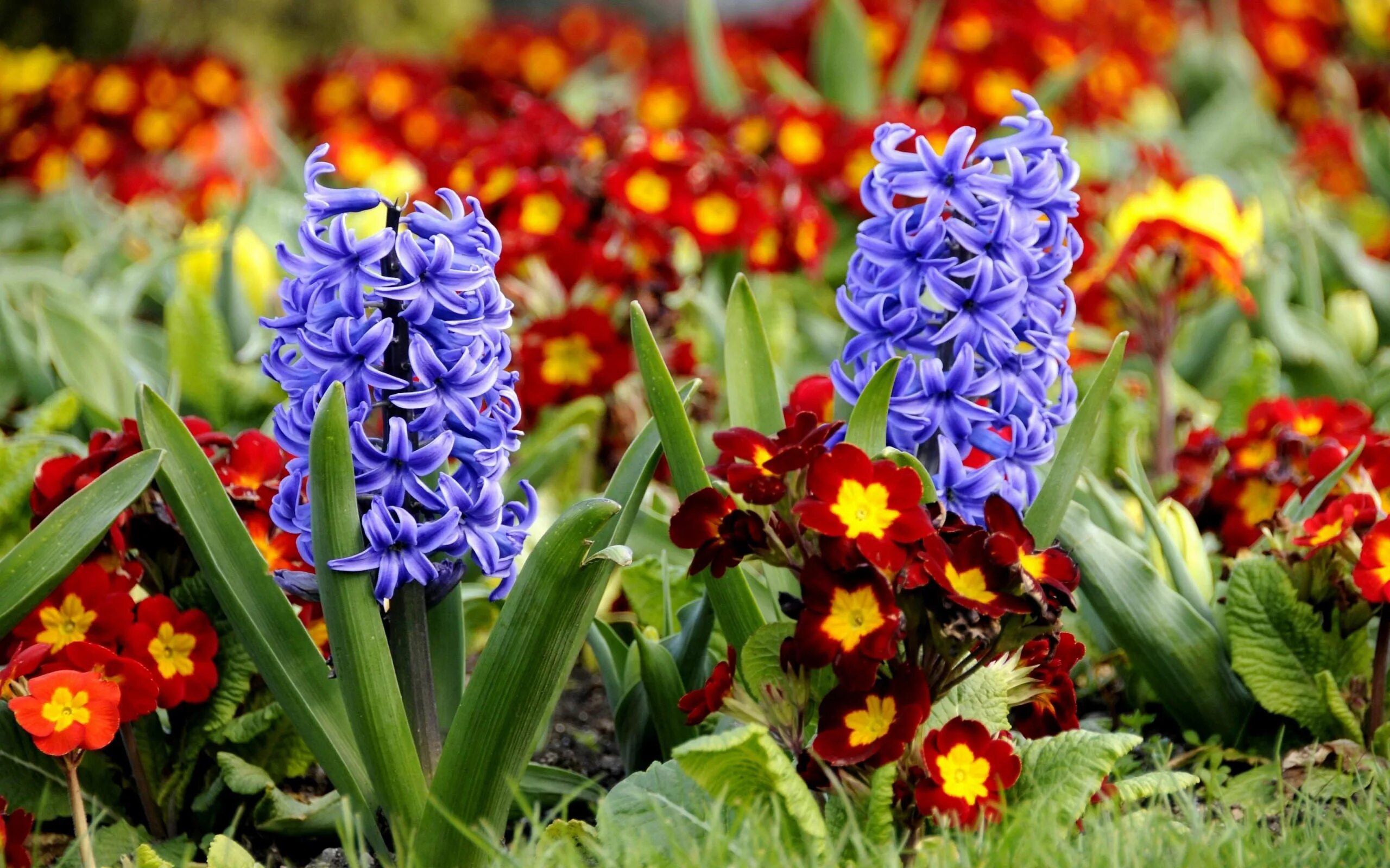 Самые ранние цветы в саду. Примулы и гиацинты. Первоцветы гиацинт. Весенние первоцветы гиацинт. Весенние цветы луковичные гиацинт.