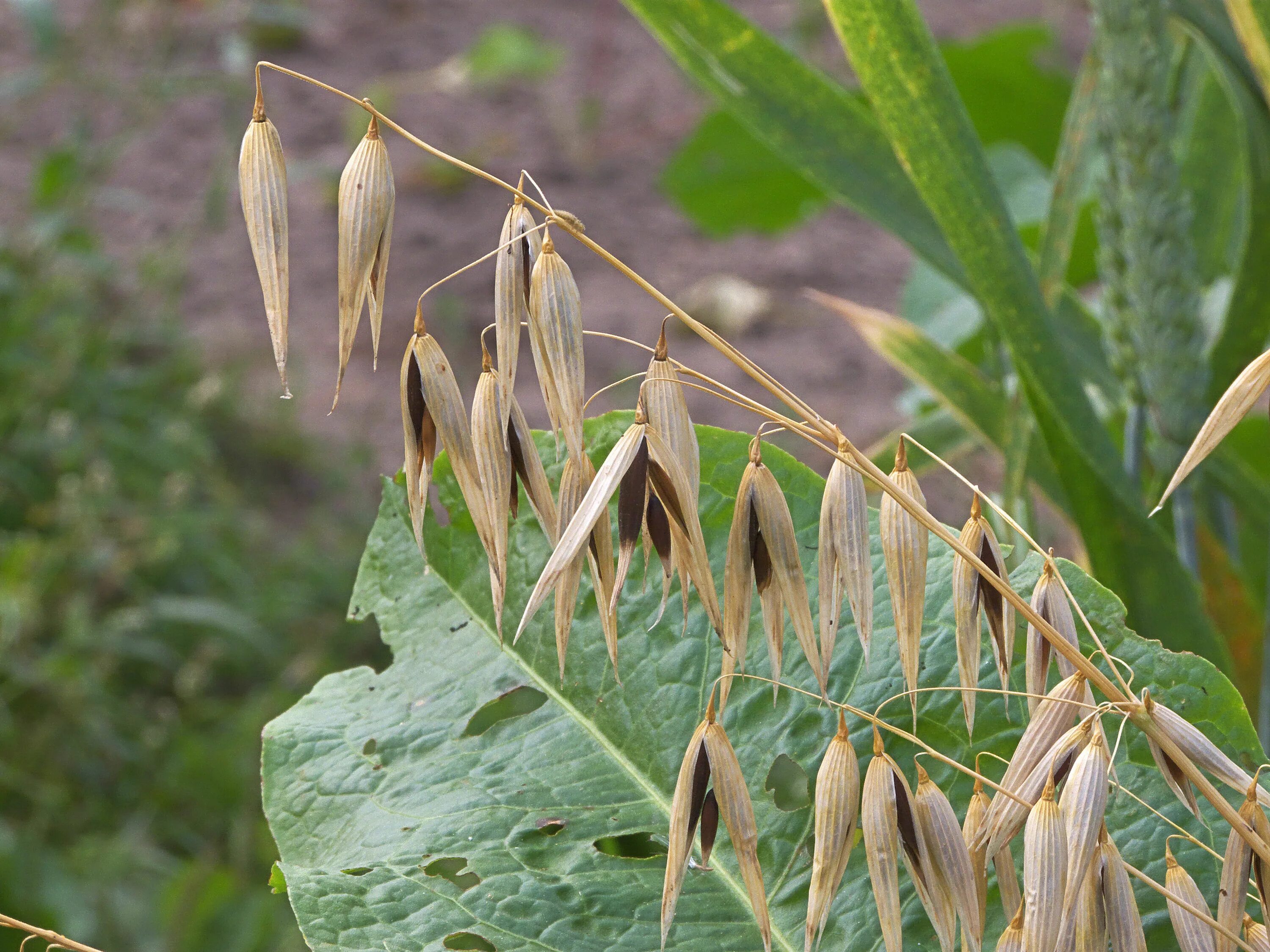 Овес двудольный. Овес посевной (Avena Sativa). Овсюг обыкновенный сорняк. Овсюг семена сорняк. Овсюг полевой.