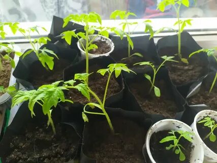 Рассада помидор 1 месяц