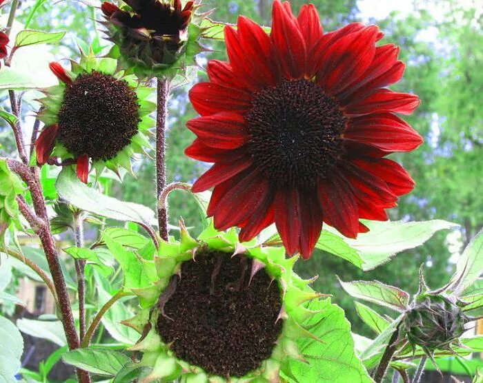 Как вырасти подсолнух. Helianthus prado red. подсолнечник мелкоголовчатый. декоративный подсолнух. декоративный подсолнух семена посадка.
