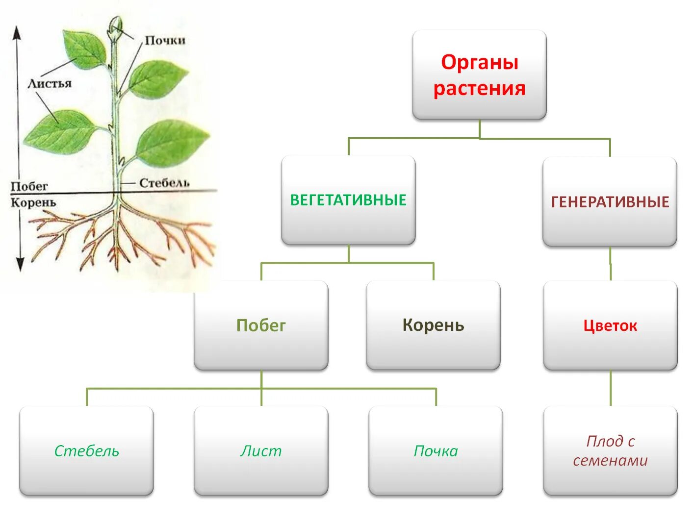 Органы покрытосеменных растений схема. Органы растений вегетативные и генеративные схема. Схема органы растений вегетативные органы генеративные органы. Схема органы цветкового растения вегетативные и генеративные. Установите соответствие вегетативные органы генеративные органы