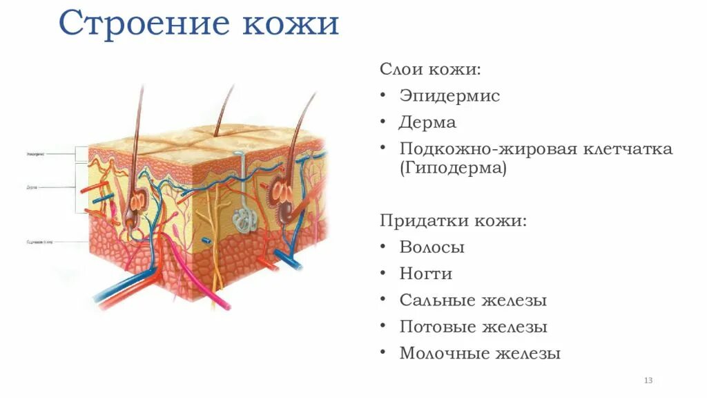 Слой 1) эпидермис 2) дерма 3) гиподерма. Схема строения кожи структура. Эпидермис дерма гиподерма строение. Слои структуры строения кожи.