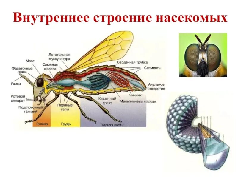Структура насекомых. Внутреннее строение насекомого осы. внутреннее строение двукрылых насекомых. внутреннее строение мухи. внешнее и внутреннее строение насекомых.