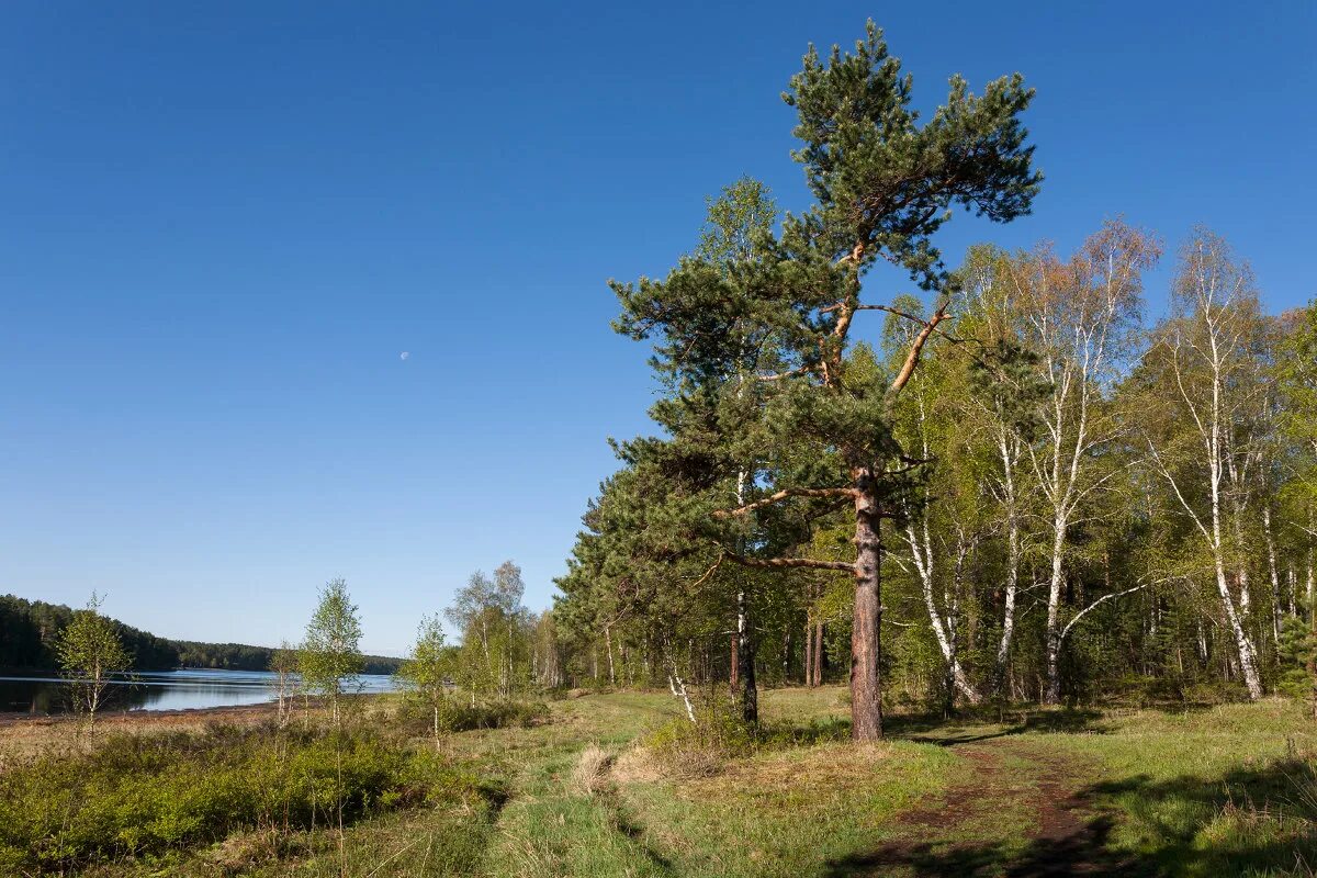 две сосны чусовой