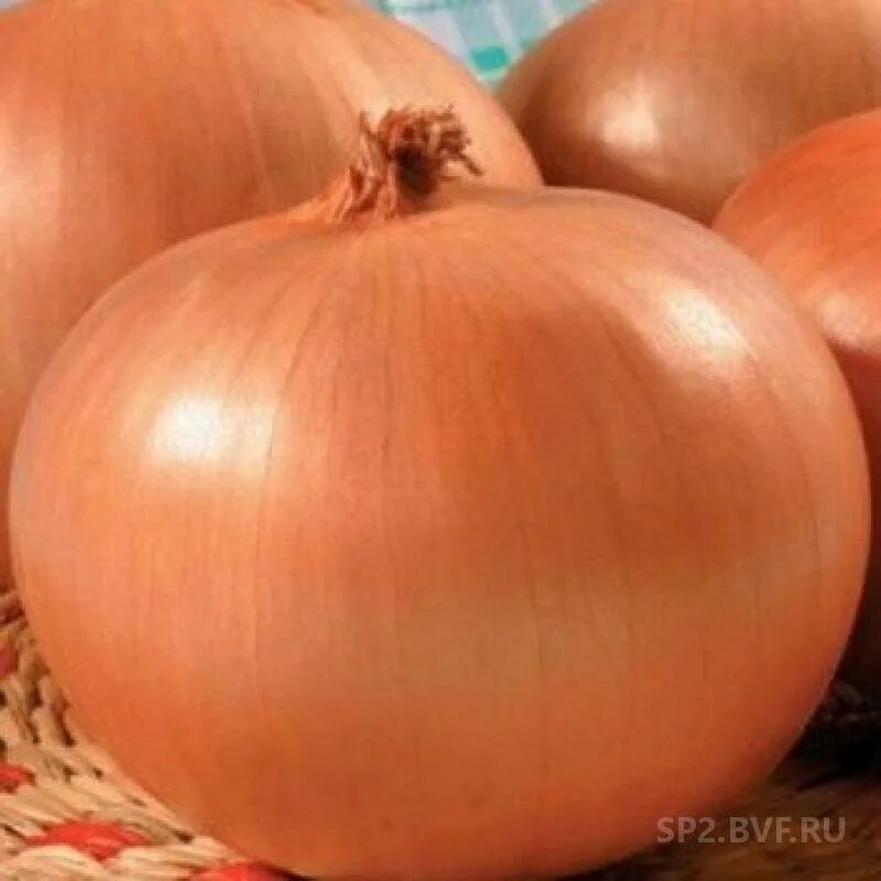 Лук Шетана
