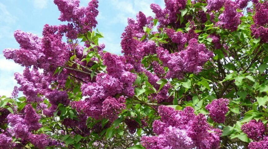 Сирень обыкновенная фрэнк патерсон. Прививка сирени. Сирень обыкновенная куст. Сирень розоцветные. Сирень marceau.