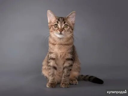 Спрашивающий котенок