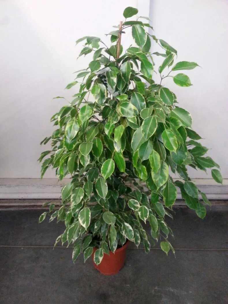 Фикус бенджамина голден принцесс. Фикус голден кинг ficus golden king. Фикус голден кинг. Фикус бенджамина буши принц. Фикус берт деви.