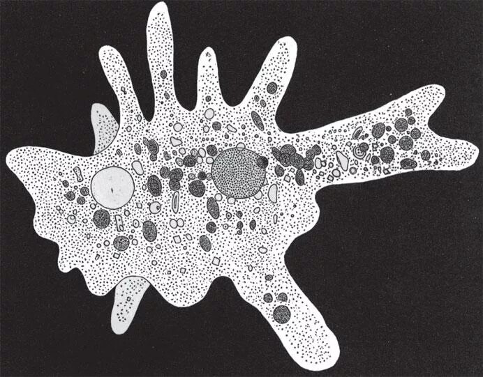 Амёба обыкновенная рисунок. Амеба одноклеточная. Псевдоподии у амебы. Амеба обыкновенная гетеротроф. Амёба обыкновенная.