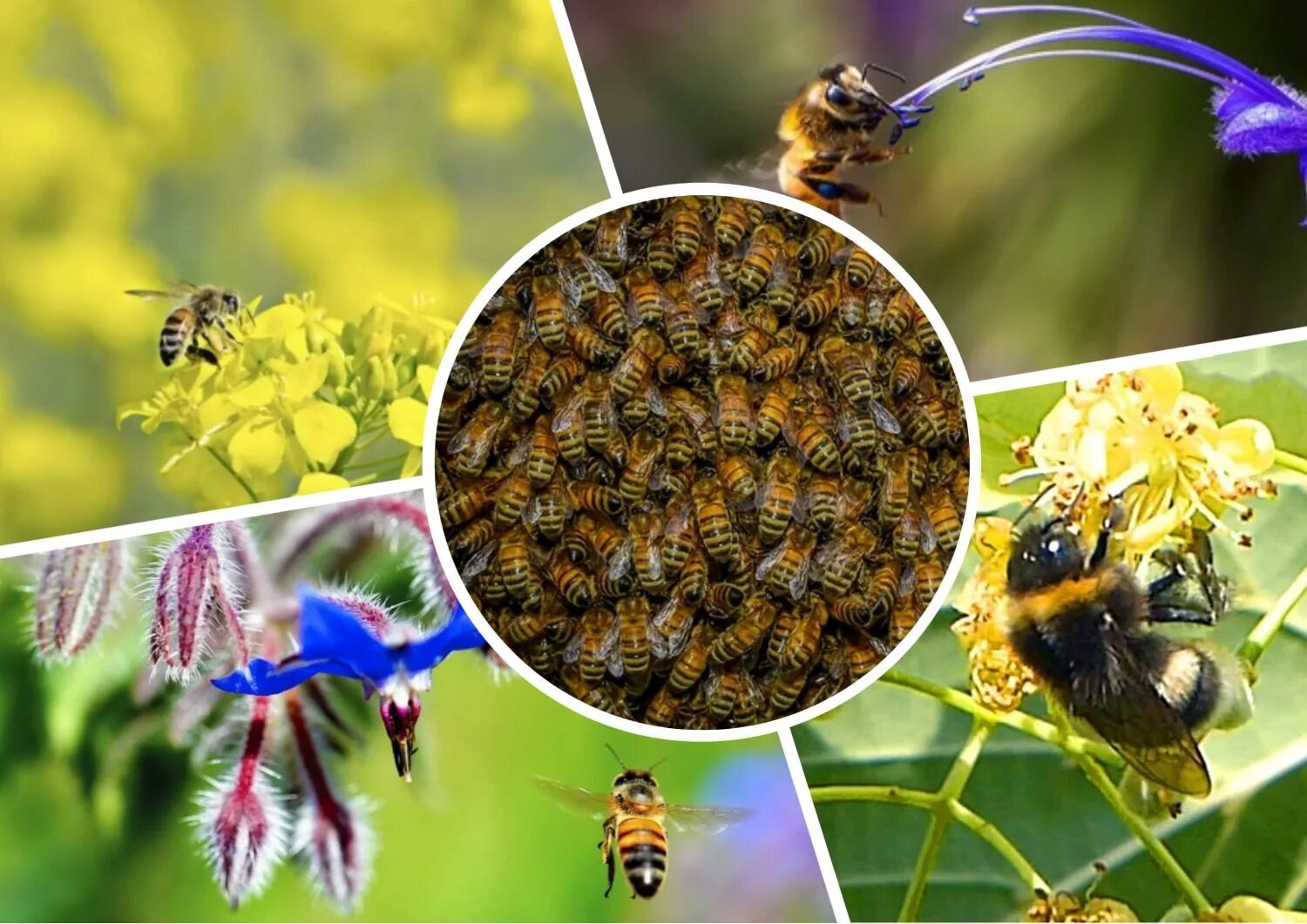 Как можно стать пчелой. Пчелы размножаются. Размножение пчел. Размножение пчелосемей. Пчела медоносная размножение.