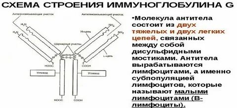 Повышен иммуноглобулин g у взрослого