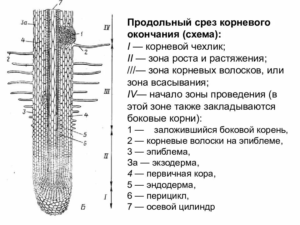 Строение корня растения продольный срез. Корневой чехлик зона роста зона всасывания зона проведения. Корневой чехлик зона роста. Продрльный СОКЗ кончиуа уорня.