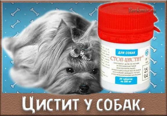 У собаки недержание мочи что делать. Таблетки от мочекаменной для собак. Таблетки от атопического дерматита для собак. Уристоп лекарство для собак. У собаки недержание мочи что делать.