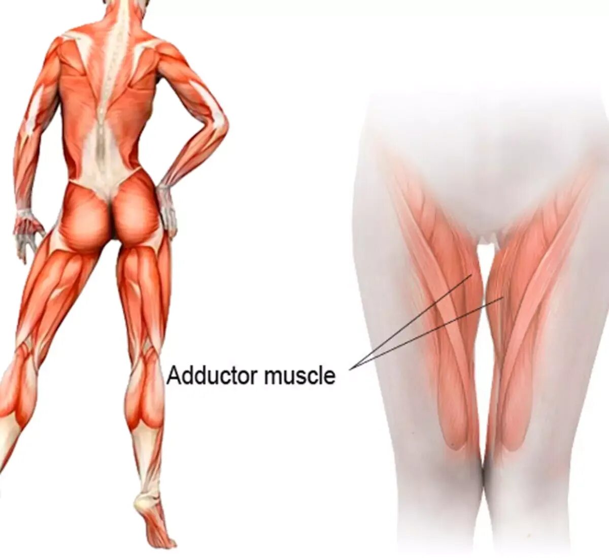 Внутренняя поверхность бедра. Мышцы внутренней поверхности бедра. Внутри бедра. Внутренняя и задняя поверхность бедра. Подтягивание бедра