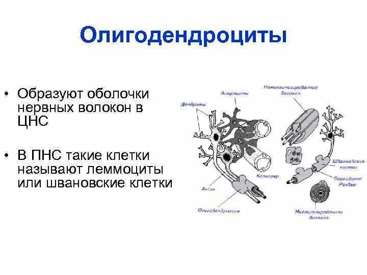 Глиоциты образующие оболочки нервных волокон цнс. Олигодендроциты нервных волокон. олигодендроциты строение. олигодендроглиоциты функции. олигодендроциты строение локализация.