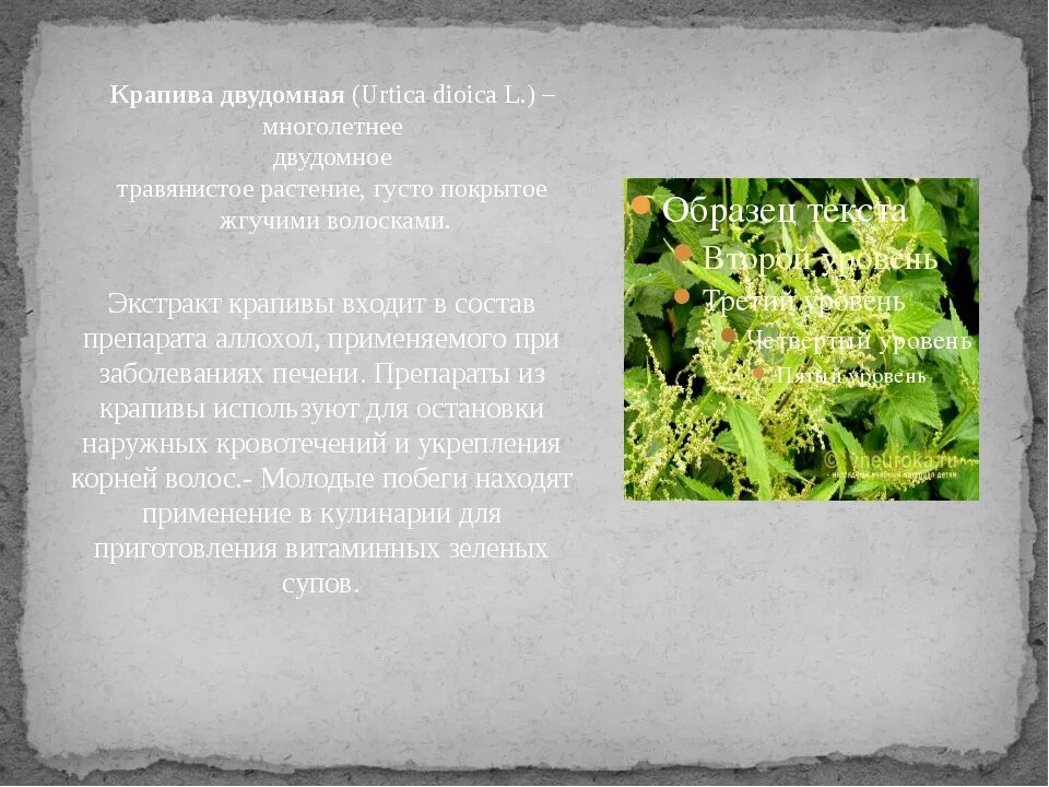 Известно что крапива двудомная многолетнее. Крапива двудомная корневище. Крапива двудомная корень. Листья крапивы двудомной. Крапива двудомная многолетнее травянистое.