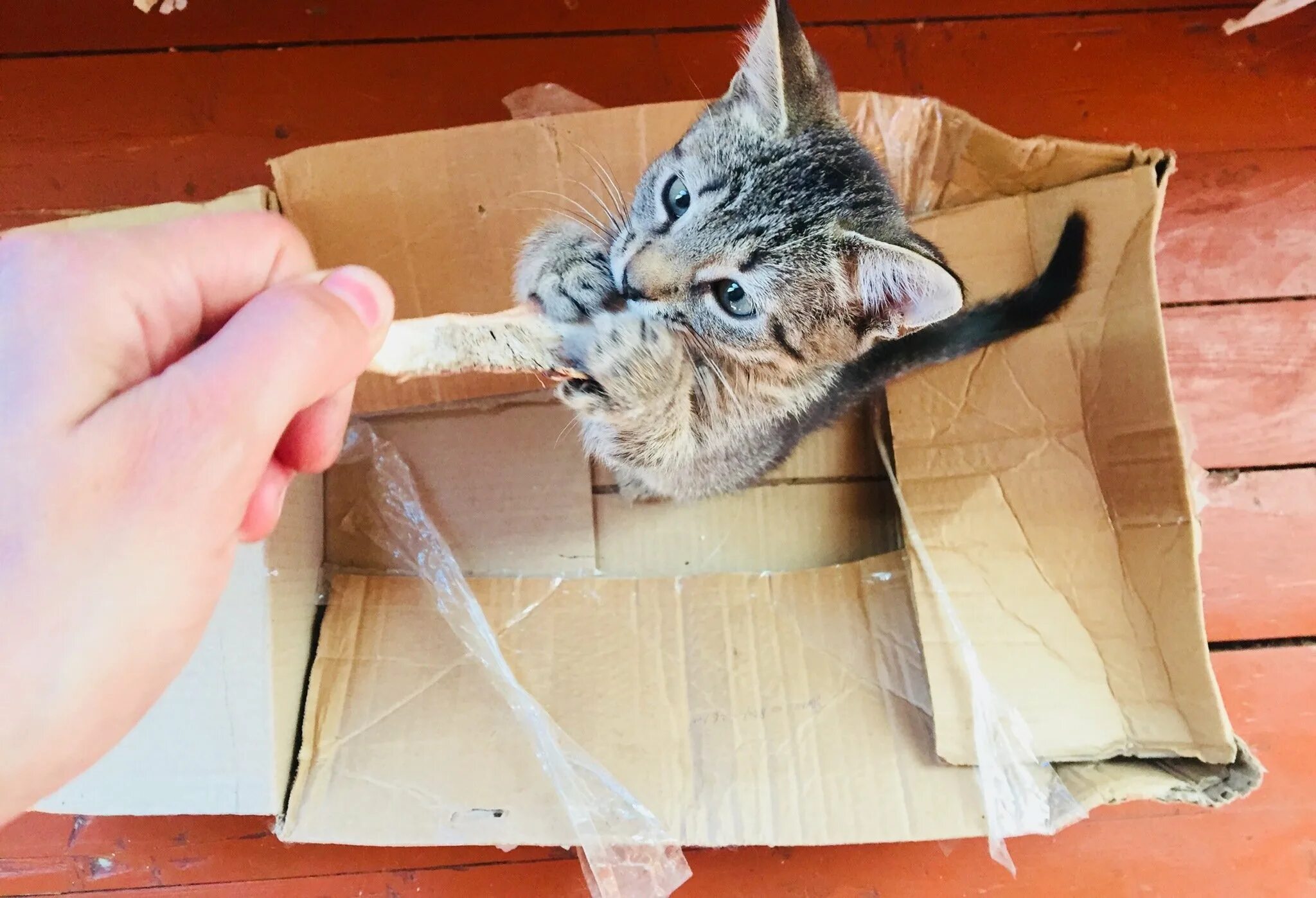 My cat box