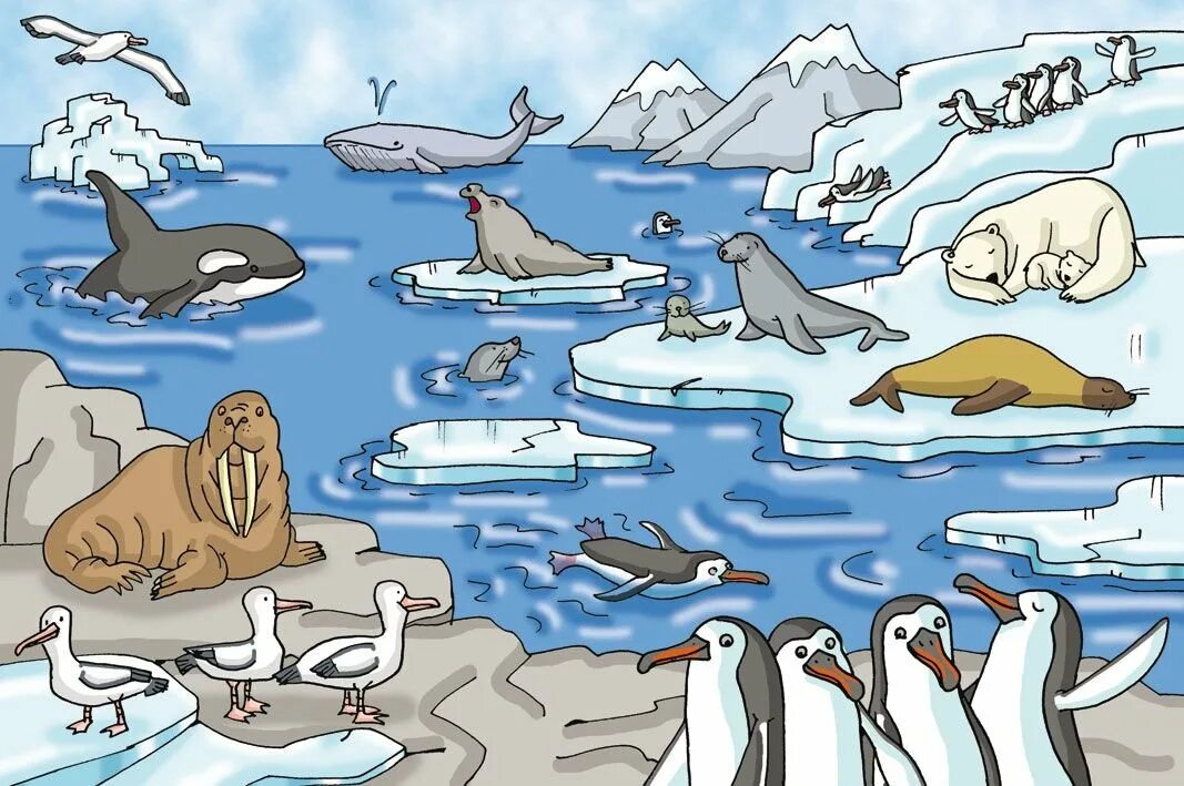 Обитатели полюсов. Животные Арктики. Арктика для дошкольников. Антарктида для детей. Животные Северного полюса для детей.