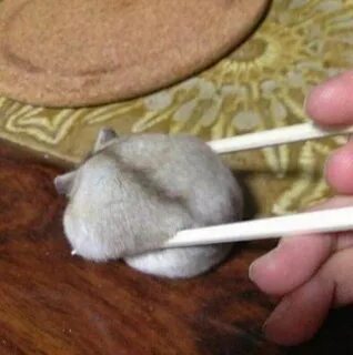 Почему не приходят хомяки на кошелек