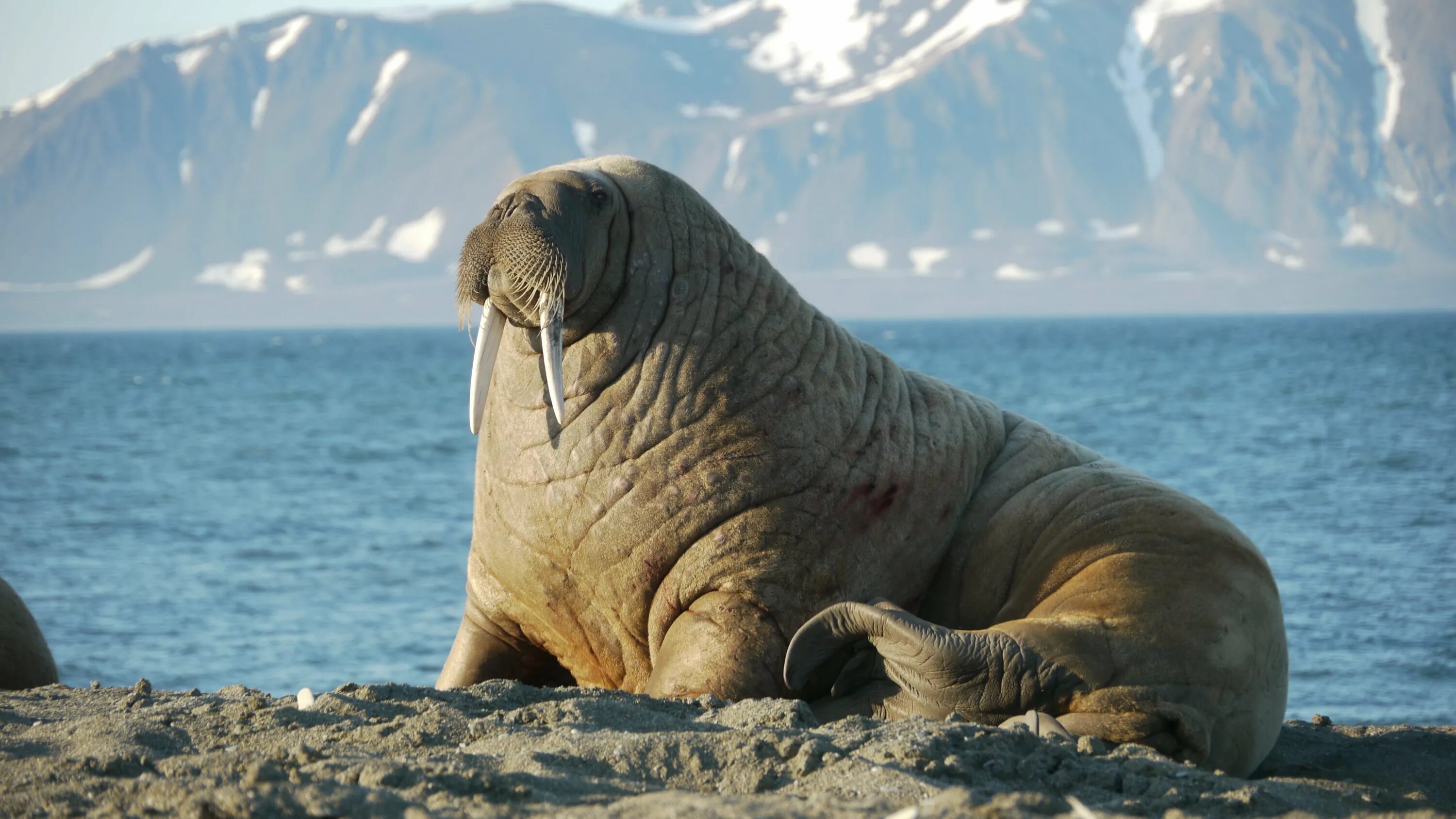 Лаптевский морж. Тихоокеанский морж (Odobenus rosmarus divergens). Морж Лаптевский подвид. Морж (Атлантический п/вид).