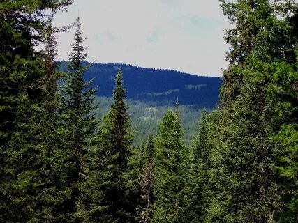 Хвойные леса урала