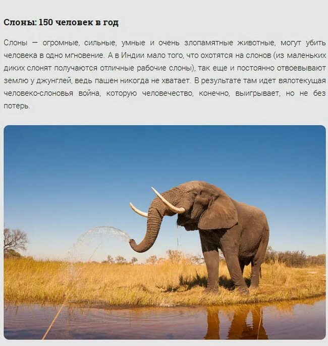 Каких животных убивают больше всего. Статистика пострадавших животных. Каких животных убивают больше всего. Слоны очень умные. Статистика смертей людей от животных.