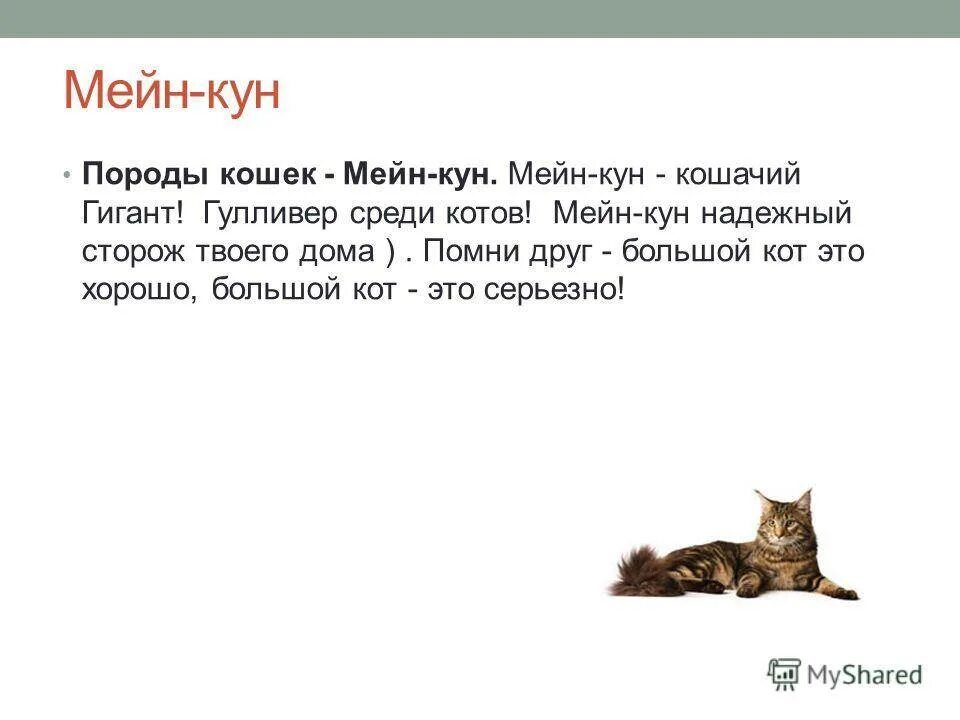 Текст описание про кошку 2 класс. Мейн кун информация о породе для детей. Сообщение о породе кошки Мейн кун. Котята Мейн кун описание породы. Рассказ о породе кошек Мейн кун.