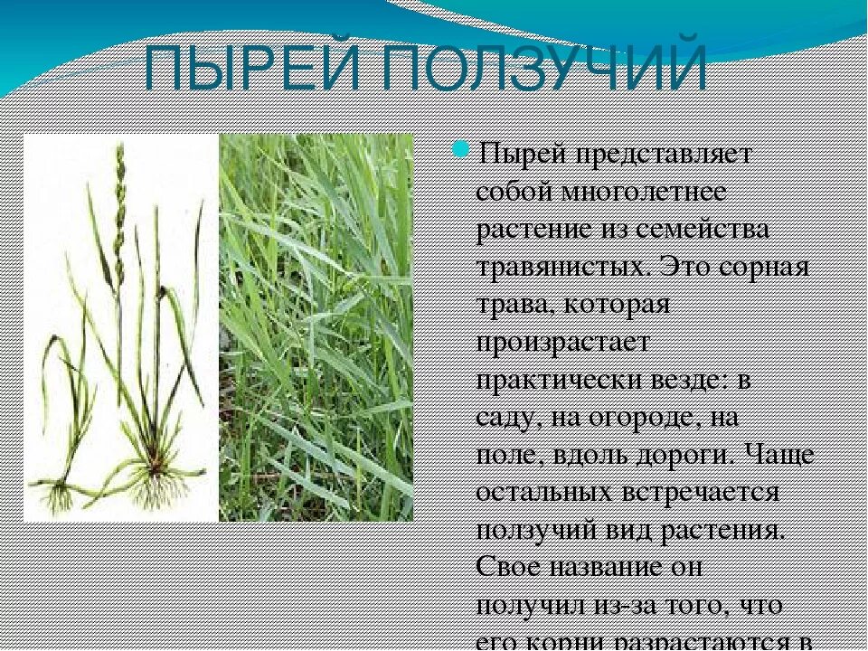 Вред и польза сорняков