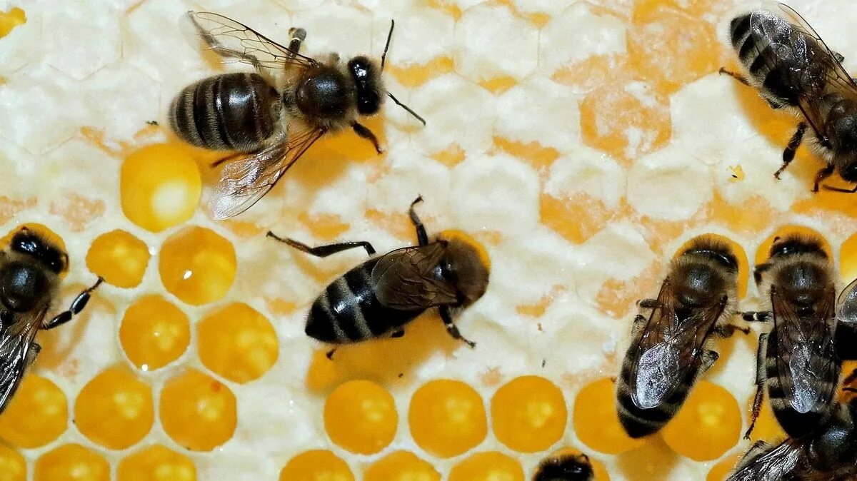 Stickers found by your bees while gathering