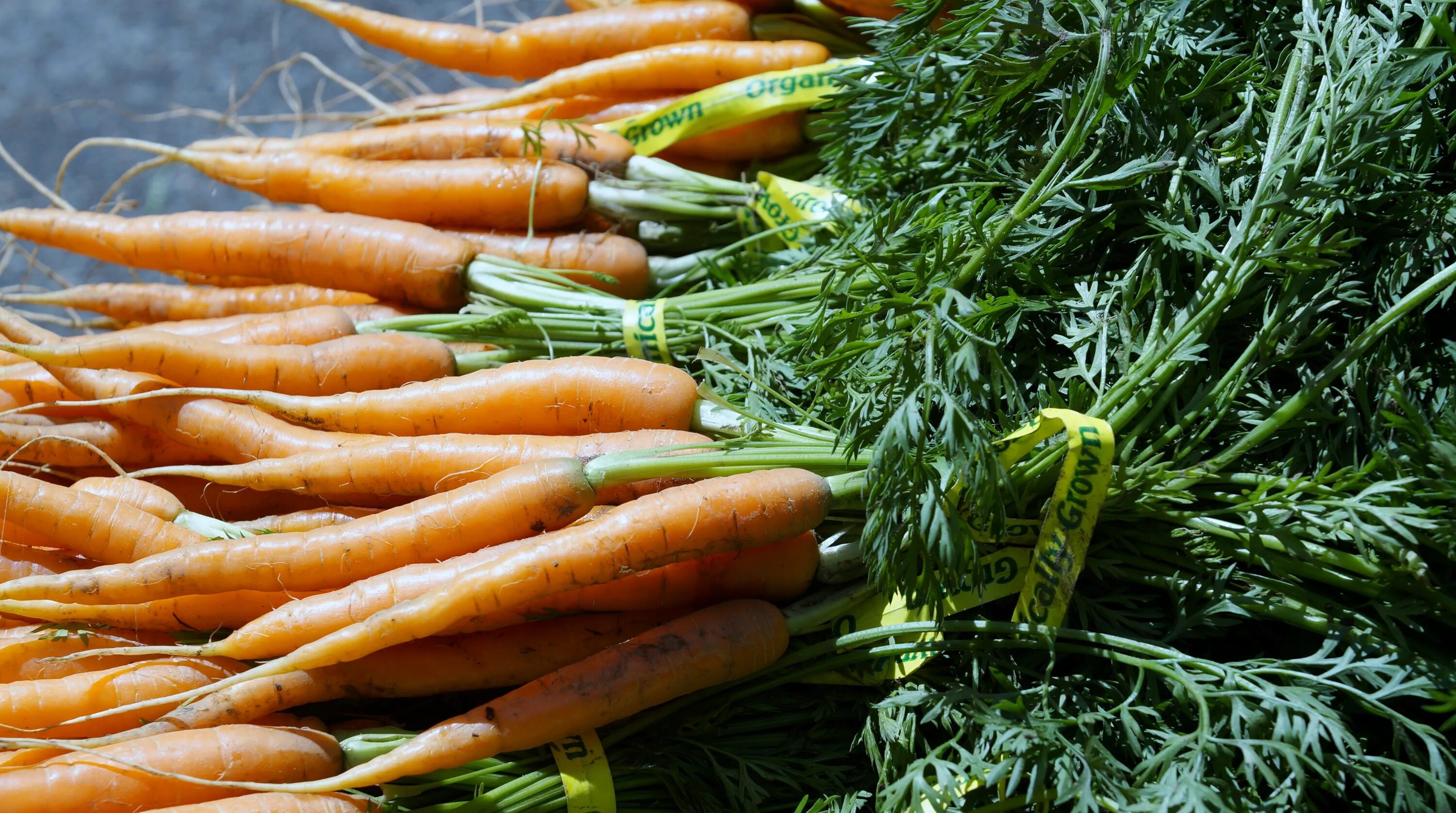 Carrot vegetable. Морковь. Морковь обыкновенная. Овощи морковь. Много моркови.