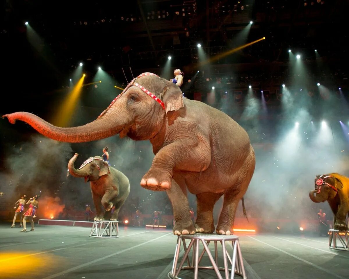 Цирк больше меньше какие животные. Ringling brothers and barnum &amp; bailey. цирковые животные. слоны в цирке. цирк картинки.
