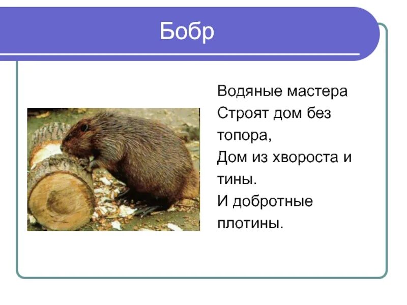 Строит плотину из веток и тины загадка. Водяные мастера строят дом без топора ответ. Строят дом без топора. Водяные мастера строят дом без топора. Отгадай загадку водяные мастера строят дом без топора.