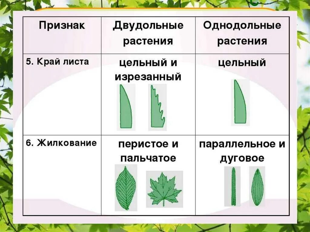 Жилкование листьев у однодольных. Жилкование листьев у однодольных растений. Однодольные растения Тип жилкования листьев. Край листа у двудольных и однодольных. Алоэ однодольное или двудольное