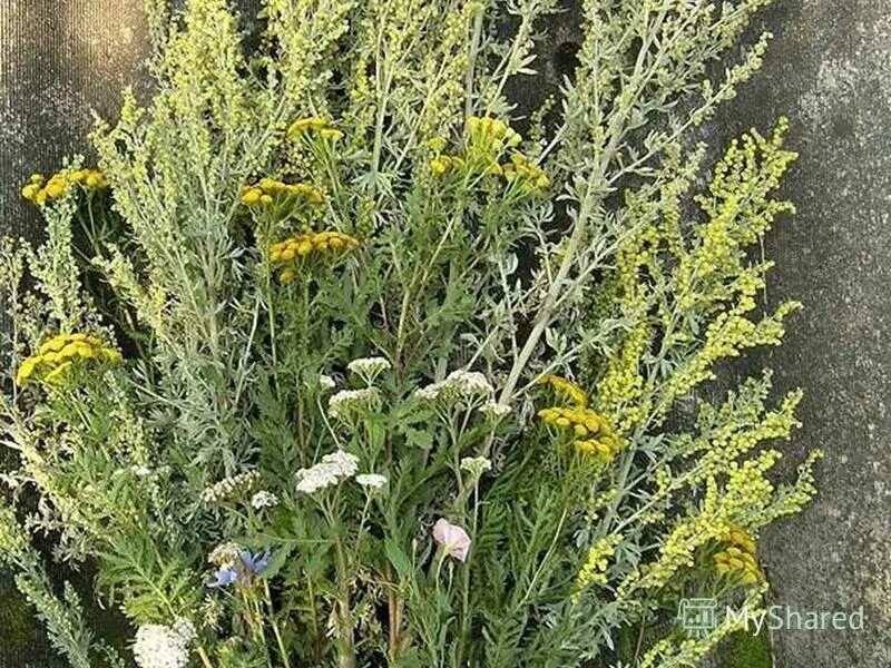 пижма тысячелистная. травы пижма полынь. травы пижма полынь. полынь пижма мед. полынь и пижма от клопов.