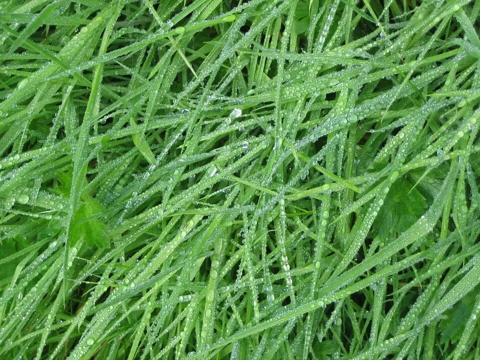 Wet grass