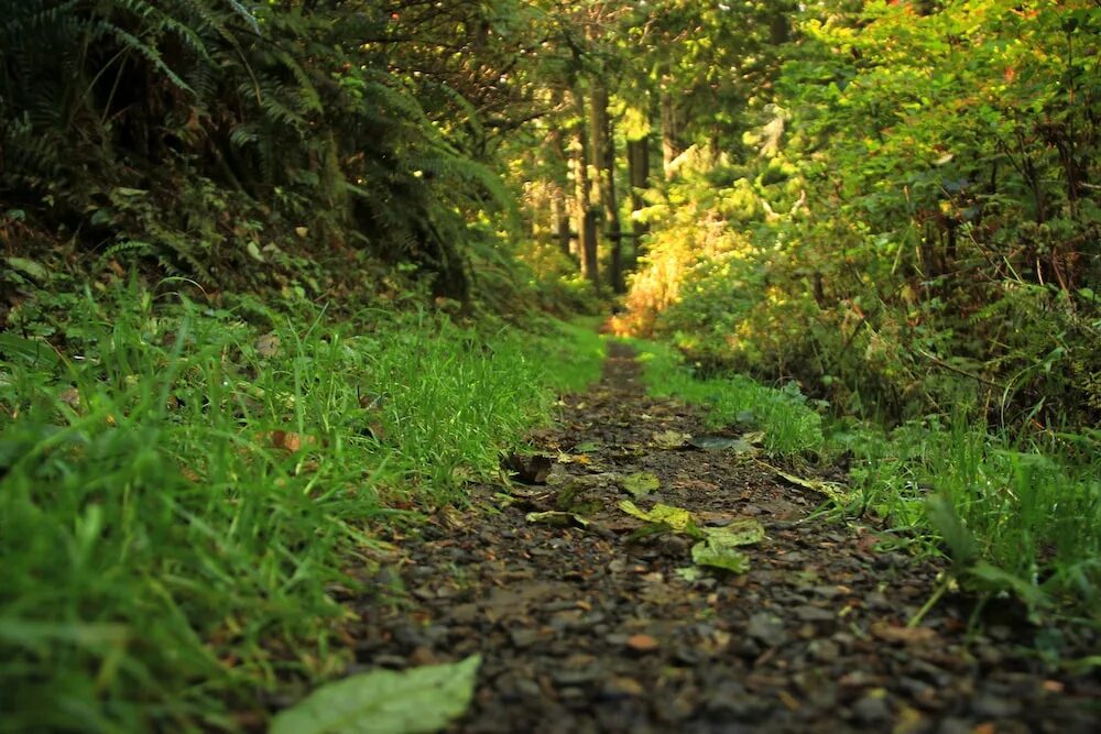 Path to image