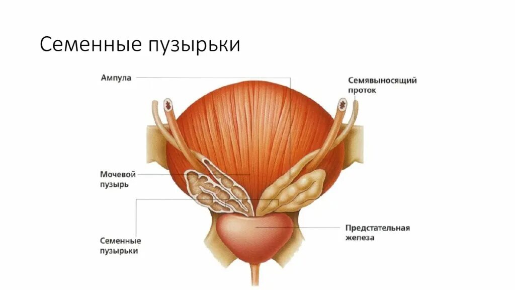 Семенные пузырьки железы. Строение мочевого пузыря. Предстательная железа анатомия строение. Семявыносящий проток анатомия строение. Отделы мочевого пузыря анатомия.