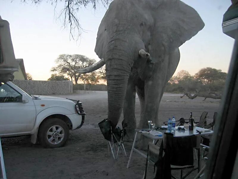 Elephant car. Слоны нападают на машины. Слоны не умеют прыгать. Нападение слонов на людей.