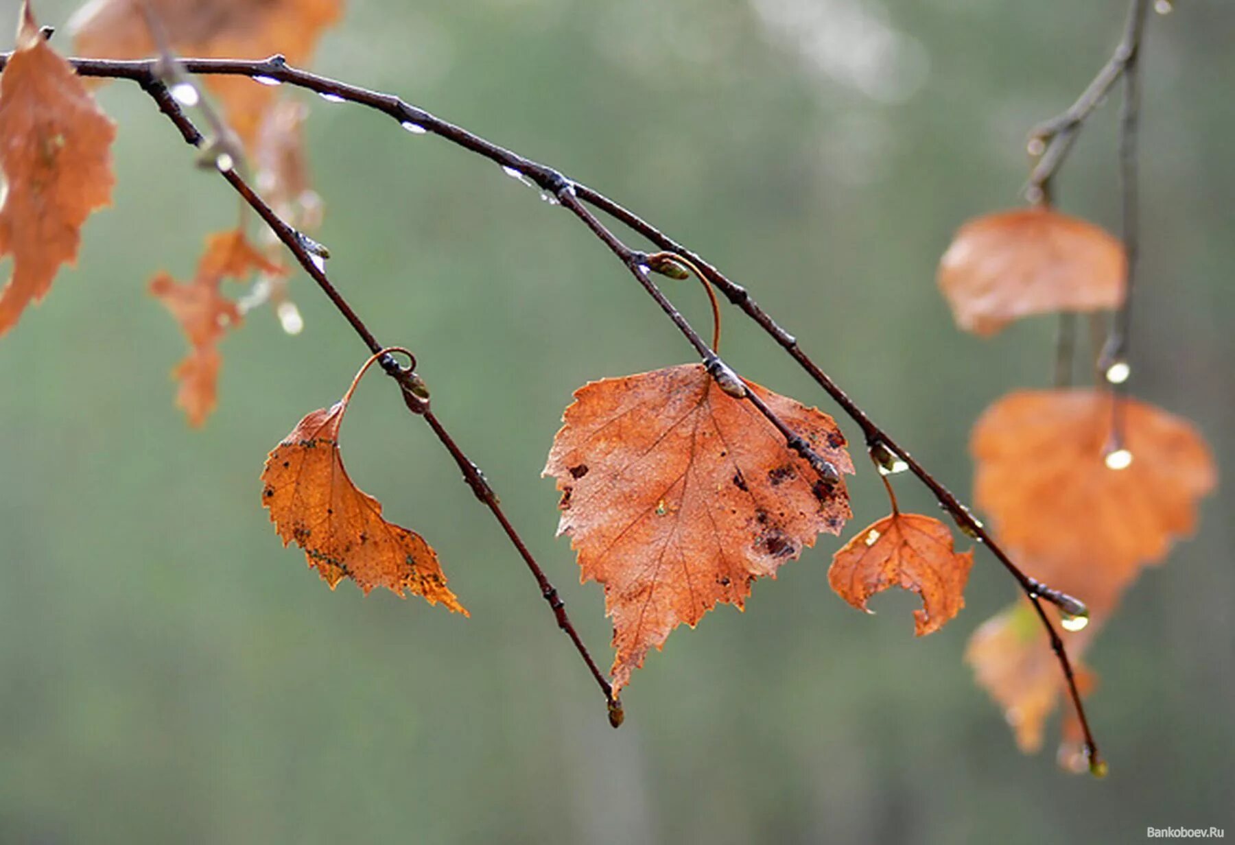Сентябрь багряной веткой ивы. Осенняя ветка. Осенняя ветка березы. Осень дождь. Осенние ветки в дождь.