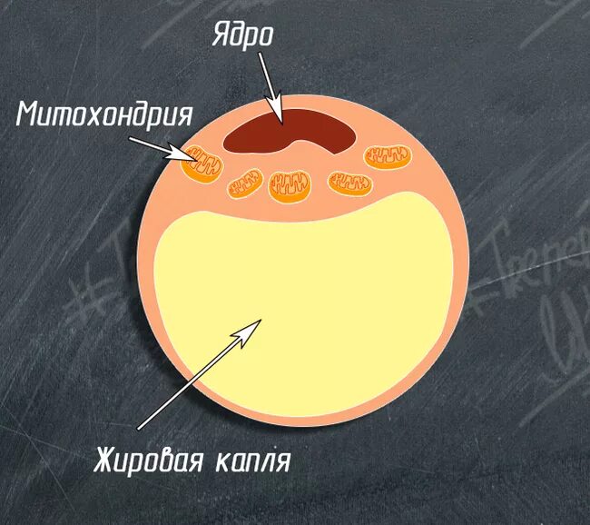 Клетка жира состав. Жировая клетка строение. бурый адипоцит строение. жировые клетки адипоциты. адипоцит строение.