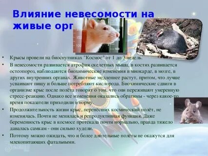 Невесомость влияние