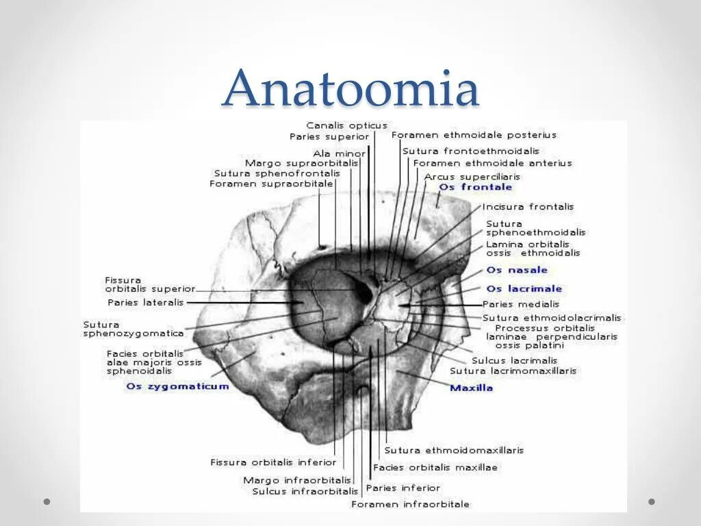 Части глазницы. Орбита глазница анатомия. Стенки глазницы анатомия медиальная стенка. Глазница черепа анатомия. Глазница стенки кости анатомия.