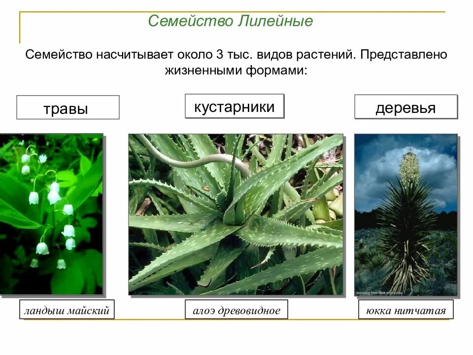 Жизненная форма класса однодольные. Алоэ древовидное лилейные. семейство лилейные жизненные формы. жизненные формы лилейных растений. форма цветка семейства лилейных.